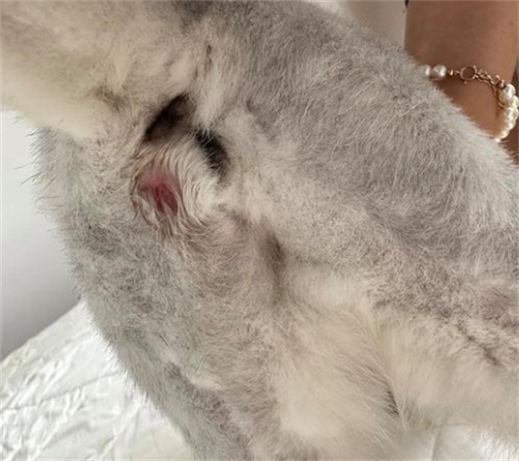 猫咪大便后肛门不干净了 猫咪大便后肛门不干净了