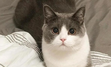 猫咪突然软便是什么原因 猫咪突然软便是什么原因