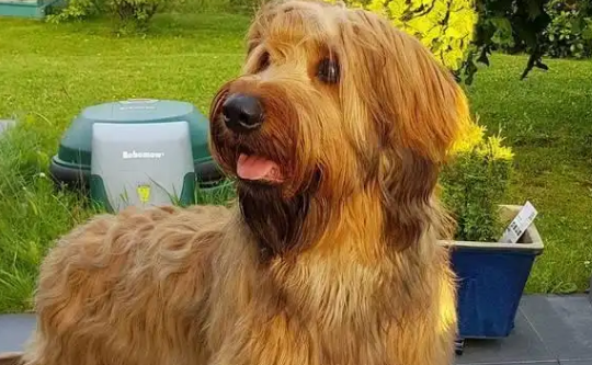 伯瑞犬几个月可以繁殖?本文有答案! 伯瑞犬几个月可以繁殖?本文有答案!