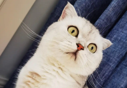 猫咪打嗝怎么回事 猫咪打嗝怎么回事