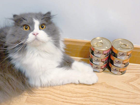 口碑比较好的国产猫罐头有哪些?希宝打造主食级营养新标杆! 口碑比较好的国产猫罐头有哪些?希宝打造主食级营养新标杆!