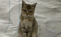 猫耳朵上长了一颗痘痘是怎么回事