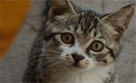 猫咪眼屎多怎么处理