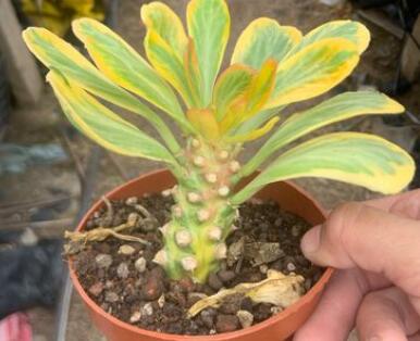 扇贝麒麟的养殖方法 扇贝麒麟的养殖方法