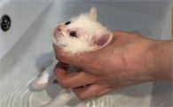 猫打完针多长时间可以洗澡