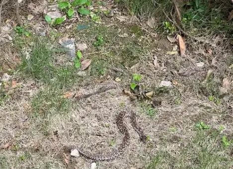 古交一小区出现灰花蛇 多方联手消除安全隐患 古交一小区出现灰花蛇 多方联手消除安全隐患
