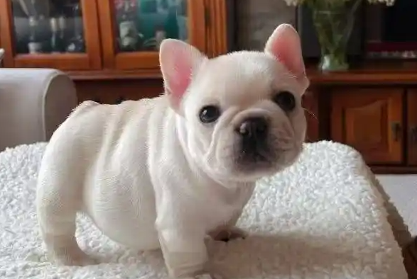 法牛犬皮肤病怎么处理