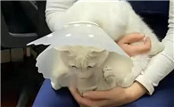 猫咪白内障不治疗会怎么样