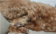 狗狗倒睫怎么处理