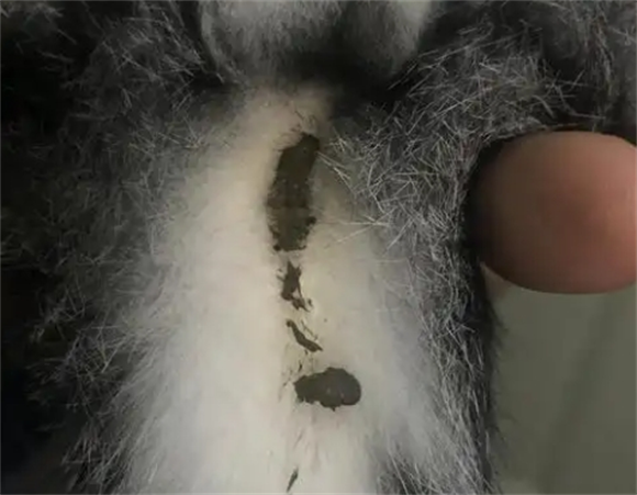 猫咪大便完肛门有粘液 猫咪大便完肛门有粘液