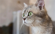 怎样判断猫咪是否处于脱水状态呀?
