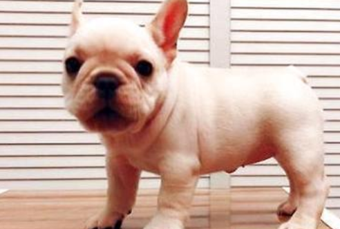 波士顿梗与法斗哪个好?波士顿梗和法斗区别 波士顿梗与法斗哪个好?波士顿梗和法斗区别