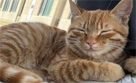 猫咪趴着摇尾巴代表什么