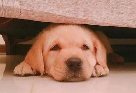 狗挑食是不是身体出问题了？