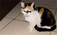 猫咪子宫蓄脓是怎么引起的