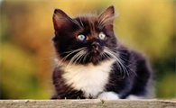 猫咪换牙大概要持续多长时间？