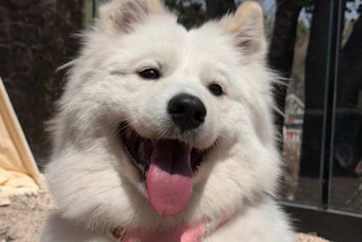 惠中感康狗狗用法及用量 惠中感康狗狗用法及用量