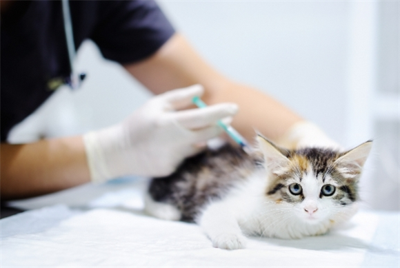 猫咪炎症很高怎么办