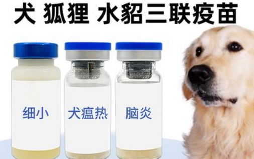 齐鲁动保宠物品牌背景与实力! 齐鲁动保宠物品牌背景与实力!
