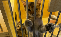 呋虫胺可以喷在猫身上吗