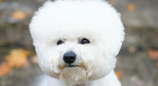 比熊为什么老是哼哼唧唧的 比熊为什么老是哼哼唧唧的