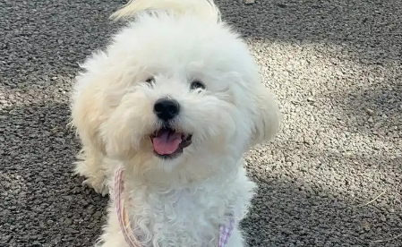 狗狗中暑的症状有哪些怎么治疗 狗狗中暑的症状有哪些怎么治疗