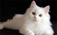 猫中暑会引发抽搐症状吗