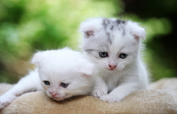 猫咪鼻塞是什么原因
