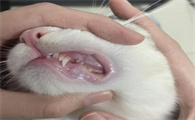 猫咪牙龈红肿,是口炎的典型症状吗