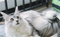 猫咪便秘后能给它吃香蕉吗