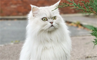 猫咪软便用哪种益生菌调理好
