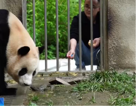 大熊猫“福宝”营业了!大家关心的问题看这里 大熊猫“福宝”营业了!大家关心的问题看这里