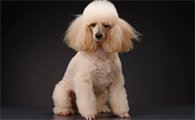 小型犬和大型犬骨折恢复差异大吗