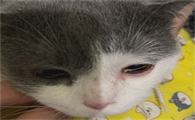 猫咪眼睛周围突然泛红了