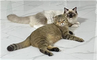 猫咪异食癖是怎么回事