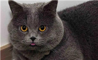 心脏肥大的猫要怎么养