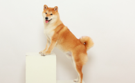 狗狗的蛋蛋肿了是怎么回事