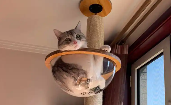 津调玉琢猫爬架在哪来买 津调玉琢猫爬架在哪来买