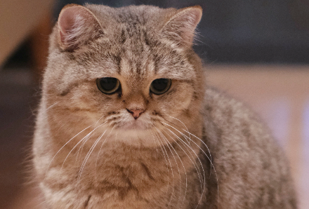 猫尾巴骨折会自愈吗