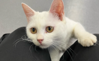 猫传腹是怎么引起的能治好吗