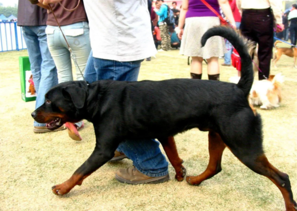 新规改写“土狗”命运:中华田园犬身价暴涨,部分烈性犬退场 新规改写“土狗”命运:中华田园犬身价暴涨,部分烈性犬退场