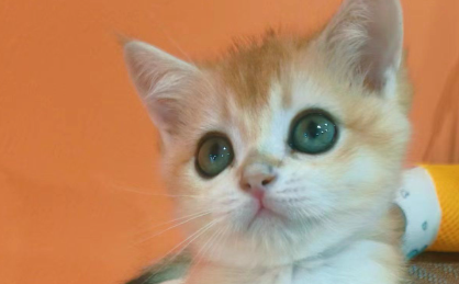 小宠物撬动万亿元大市场,资本竞逐宠物经济全链条开花 小宠物撬动万亿元大市场,资本竞逐宠物经济全链条开花