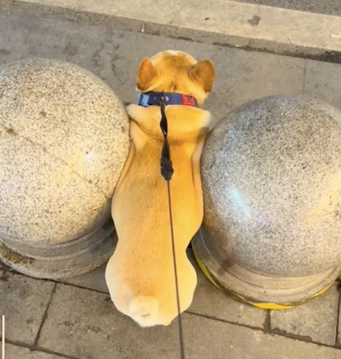 狗狗从两个石墩中间走,因太胖被卡在了里面! 狗狗从两个石墩中间走,因太胖被卡在了里面!