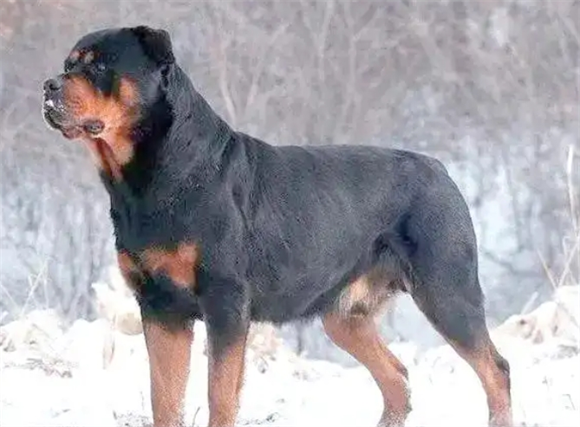 罗威纳犬的体重成长密码：从幼犬到成年的黄金公式