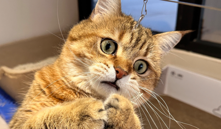 猫伤心的时候是什么样子的 猫伤心的时候是什么样子的