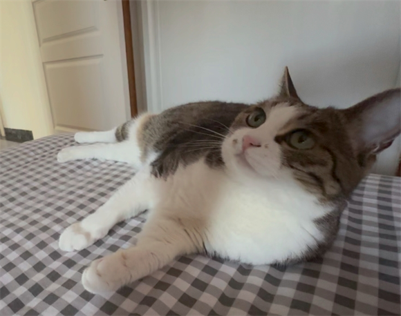 宠物猫咪晕车怎么舒缓