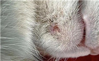 猫长猫癣最初特征有哪些