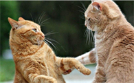 母猫闹猫最佳解决方法