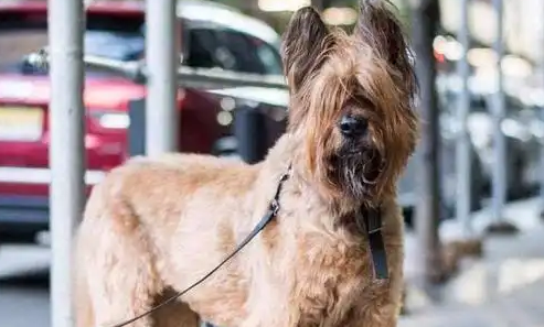杂交伯瑞犬的特征有哪些?快来看看! 杂交伯瑞犬的特征有哪些?快来看看!