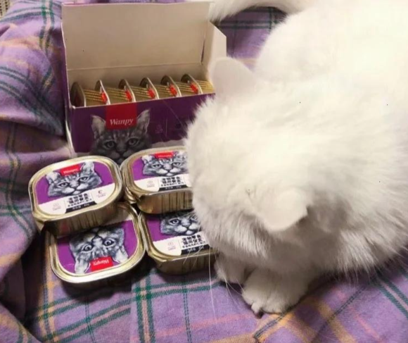 顽皮猫罐头平价之选，高性价比满足猫咪味蕾与健康